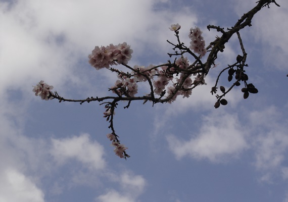 Almond tree flower